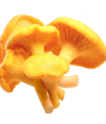 Ciuperci galbiori