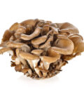 Ciuperci Maitake