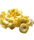 Ciuperci Pleurotus Galben