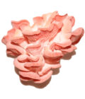 Ciuperci Pleurotus Roz