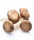 King Oyster