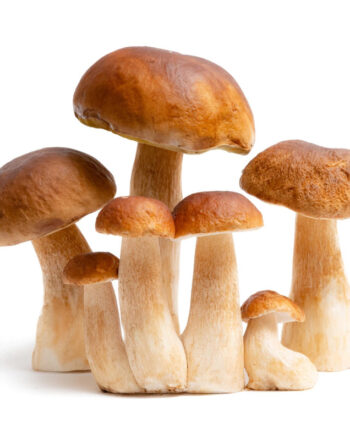 Ciuperci Boletus