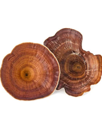 Ciuperci Ganoderma